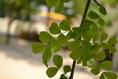 Haematoxylum campechianum